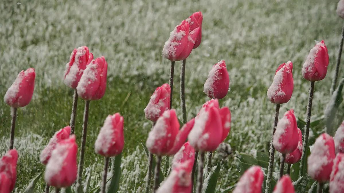 Синоптик Макарова предупредила о возможном похолодании в Москве в апреле