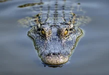 Леопард и крокодил как добыча. Кейс Дины и Эрнста Маре в Крюгере leopard i krokodil kak dobycha kejs diny i ernsta mare v kryugere-pux-su-0