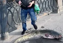 Владимир Нишуков и Евгений поймали рекордных сомов в Москве-реке и Оке vladimir nishukov i evgenij pojmali rekordnyh somov v moskvereke i oke-pux-su-0