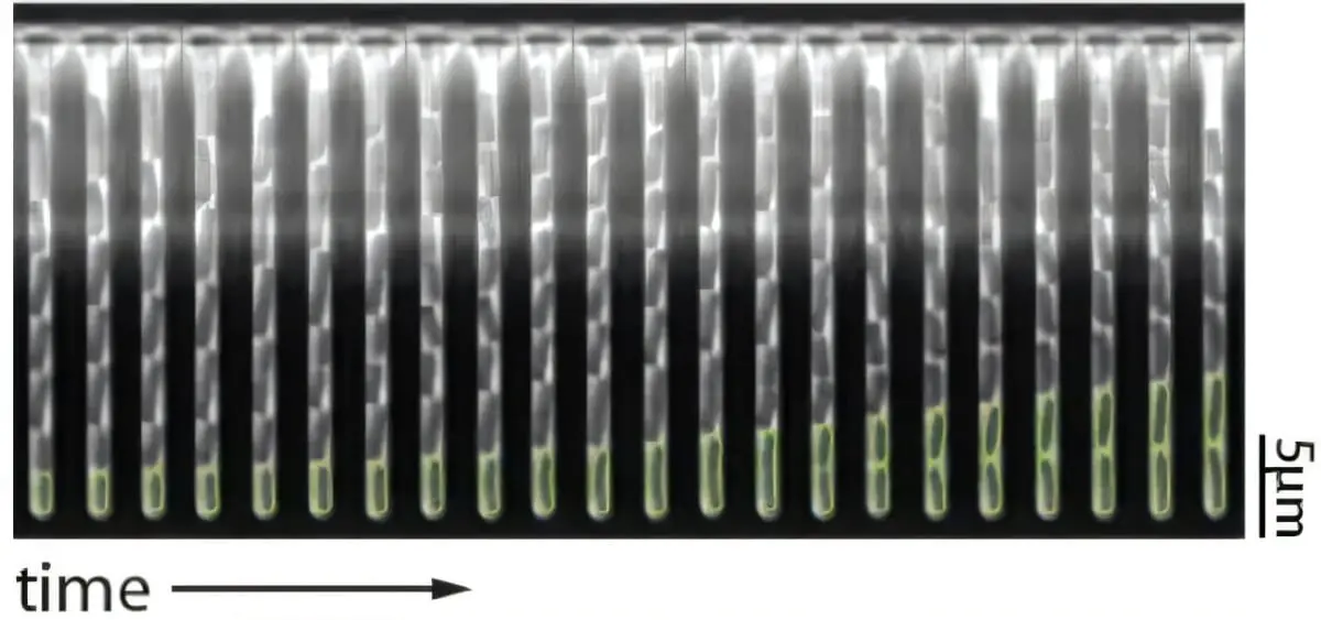 Память кишечной палочки MG1655 – роль ppGpp и LSTM-0
