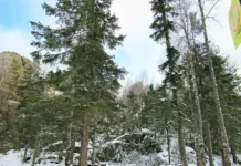 Денис Мамонтов рассказывает о новогодних елях в Свердловской области denis mamontov rasskazyvaet o novogodnih elyah v sverdlovskoj oblasti-journalrf-ru-0