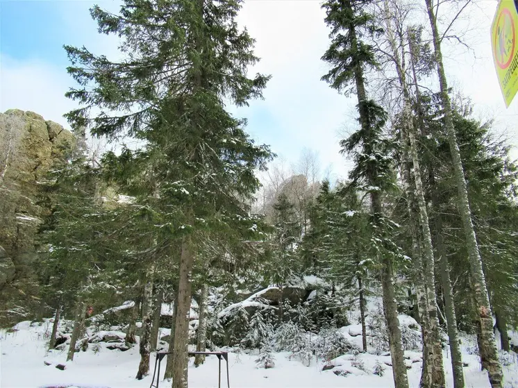 Свердловчане могут срубить новогоднюю ель по цене 71 рубль за метр