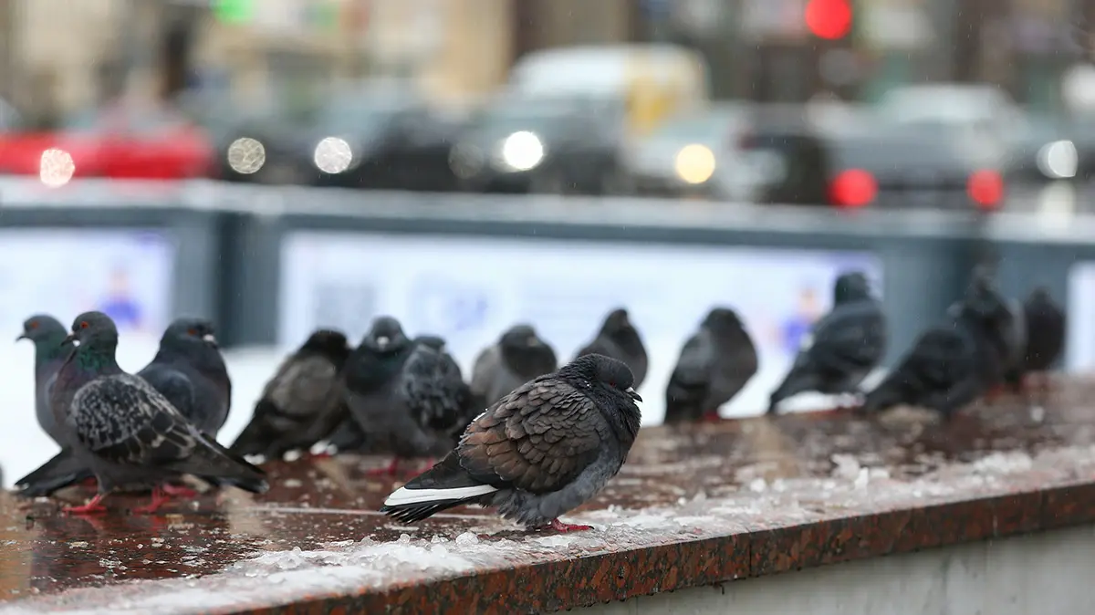 «Желтый» уровень опасности из-за гололедицы объявили в Москве до вечера 30 декабря