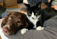 gosduma aktivno rabotaet nad registracziej domashnih pitomczev-journalrf-ru-0