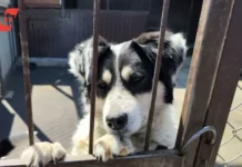 ГУ ветеринарии Рязани решит проблему бездомных собак gu veterinarii ryazani reshit problemu bezdomnyh sobak-journalrf-ru-0