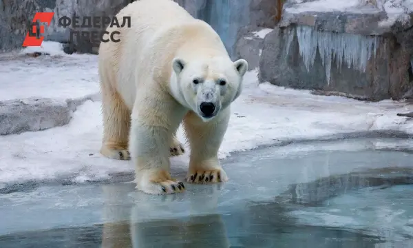 Хатанга! Белая медведица победила как Снегурочка Екатеринбургского зоо!-0