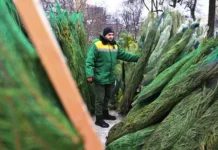 Илья Прокофьев объясняет, как выбрать и сохранить живую ёлку дольше ilya prokofev obyasnyaet kak vybrat i sohranit zhivuyu yolku dolshe-journalrf-ru-0