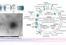 Исследование EVMap посвящено ADAM10 и фосфатидилсерину PS(36:1) issledovanie posvyashheno 10 i fosfatidilserinu 361-journalrf-ru-0