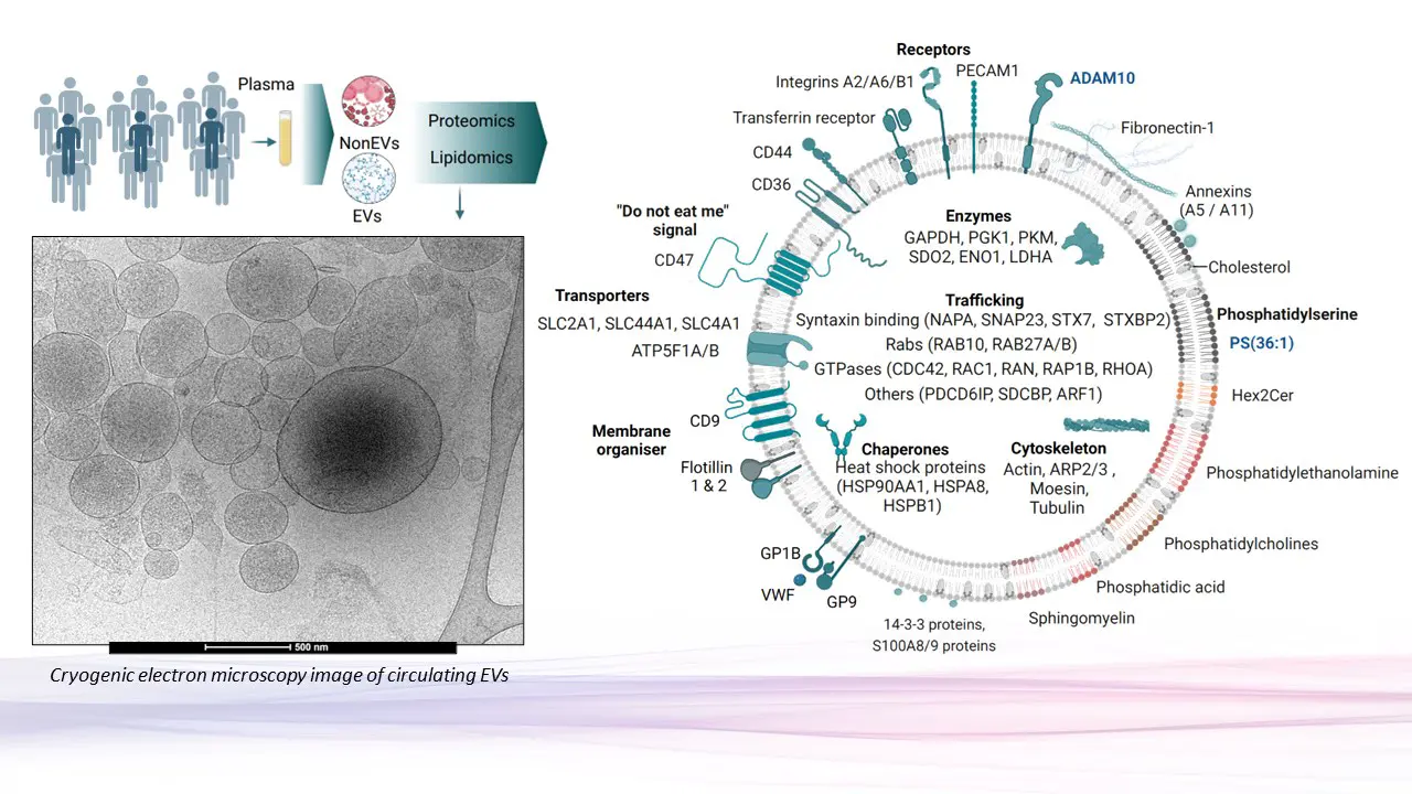 Исследование EVMap посвящено ADAM10 и фосфатидилсерину PS(36:1)-0