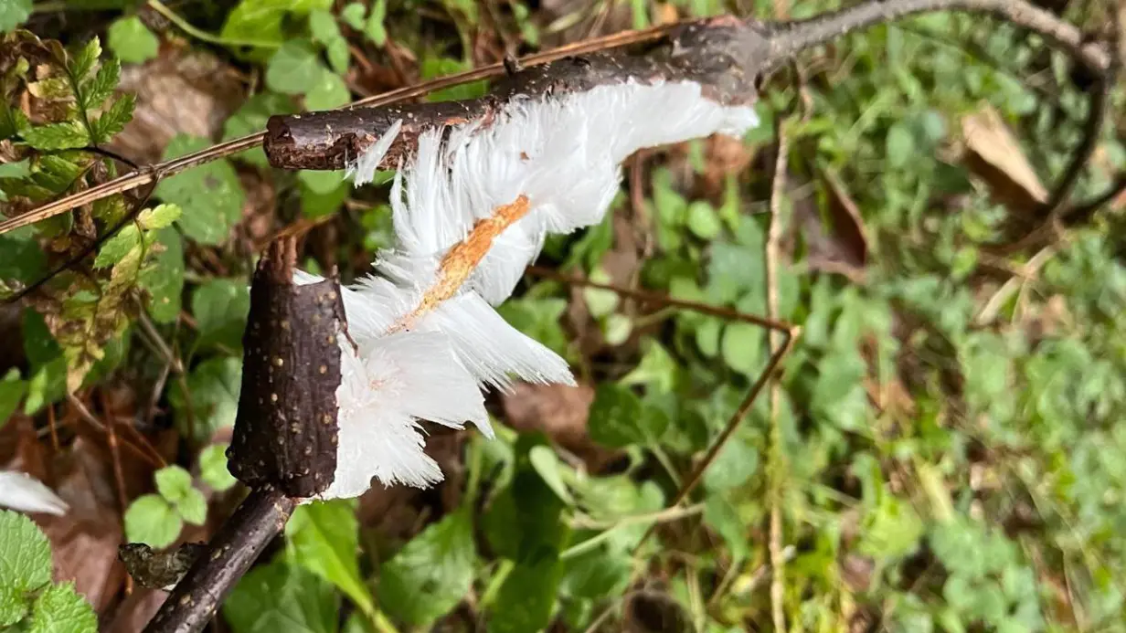 Необычные «ледяные волосы» заметили в лесу под Москвой