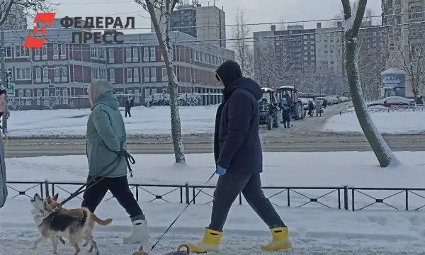 Комитет законности и правопорядка Петербурга подвёл итоги для собаководов-0