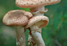 Константин Крутовский расшифровал геном опенка в СФУ konstantin krutovskij rasshifroval genom openka v sfu-journalrf-ru-0