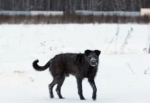 Людмила Зуева и отряд «Сова» рассказывают о спасении с псами lyudmila zueva i otryad sova rasskazyvayut o spasenii s psami-journalrf-ru-0