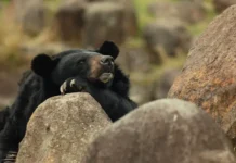 Медведи и Япония — власти страны активно снижают риски для людей medvedi i yaponiya vlasti strany aktivno snizhayut riski dlya lyudej-journalrf-ru-0