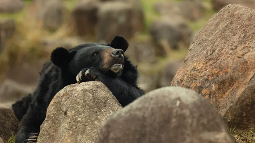 Bloomberg: число нападений медведей на людей в Японии достигло рекордного уровня