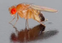 Мухи-дрозофилы из линии «Бион-М» отправятся к МКС на «Союз МС-28» muhidrozofily iz linii bionm otpravyatsya k mks na soyuz ms28-journalrf-ru-0