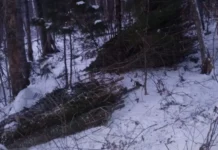 pravitelstvo primorya i primles presekli nezakonnuyu vyrubku piht-journalrf-ru-0