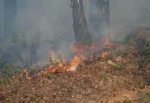 Примгидромет сообщает о высоком классе пожаров в Пограничном округе primgidromet soobshhaet o vysokom klasse pozharov v pogranichnom okruge-journalrf-ru-0