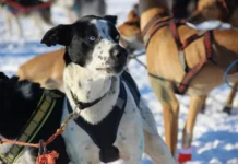 priyuty dlya zhivotnyh v yanao i yamale osvv i registracziya pitomczev-journalrf-ru-0