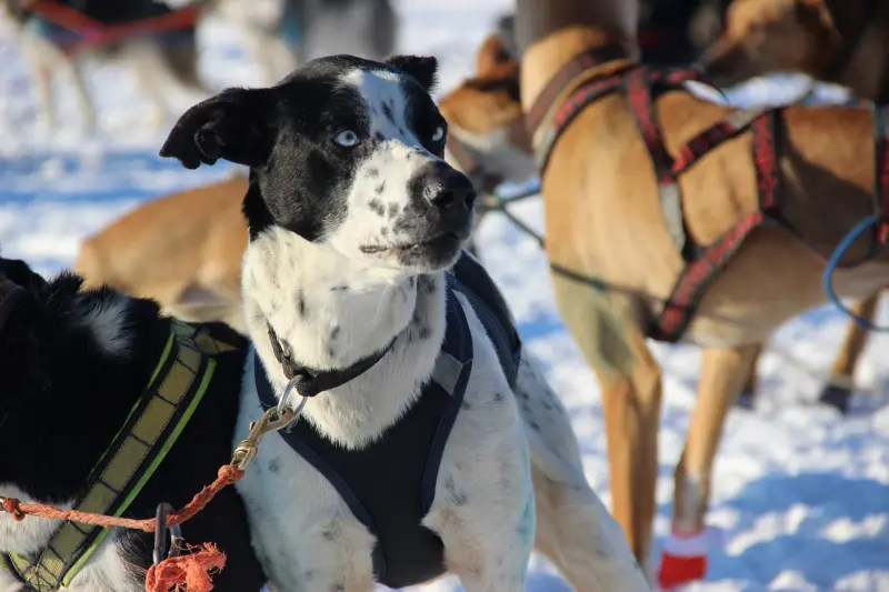 В регионе работают 13 муниципальных приютов для животных