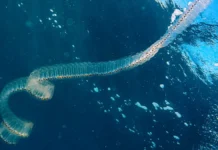 Россияне столкнулись с сальпами на Филиппинах и акулой rossiyane stolknulis s salpami na filippinah i akuloj-journalrf-ru-0