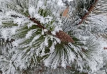 sinoptiki preduprezhdayut o morozah v ekaterinburge i sverdlovskoj oblasti-journalrf-ru-0