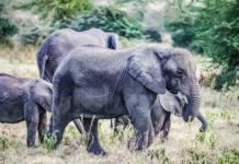 Слоны, жирафы и носороги используют соль для определения своих маршрутов slony zhirafy i nosorogi ispolzuyut sol dlya opredeleniya svoih marshrutov-journalrf-ru-0