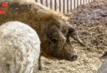 Спад численности кабана наблюдается в Хабаровском крае, где обитает амурский тигр spad chislennosti kabana nablyudaetsya v habarovskom krae gde obitaet amurskij tigr-journalrf-ru-0