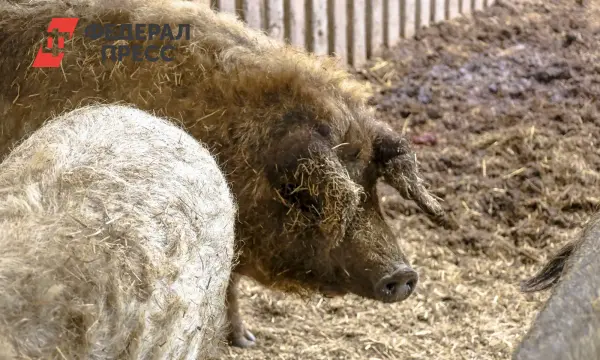 Спад численности кабана наблюдается в Хабаровском крае, где обитает амурский тигр-0