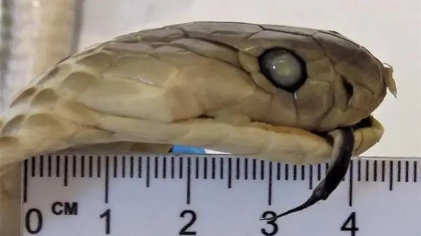 Таможенники в Барнауле изъяли змеиное вино у прилетевшей из Вьетнама пассажирки