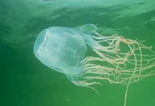 Трагедия в Малайзии связана со смертью от кубомедузы tragediya v malajzii svyazana so smertyu ot kubomeduzy-journalrf-ru-0