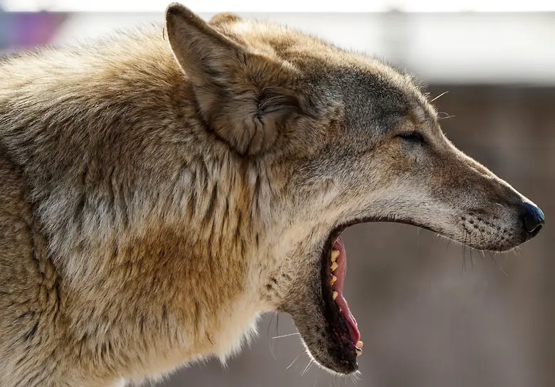 Ученые выяснили, что волки превращались в собак в мезолите-0