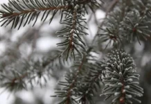 Уралгидрометцентр сообщает об арктическом холоде, охватающем Урал uralgidrometczentr soobshhaet ob arkticheskom holode ohvatayushhem ural-journalrf-ru-0