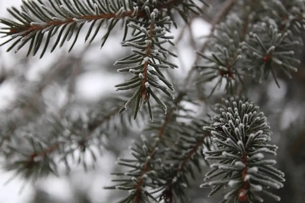 Уралгидрометцентр сообщает об арктическом холоде, охватающем Урал-0