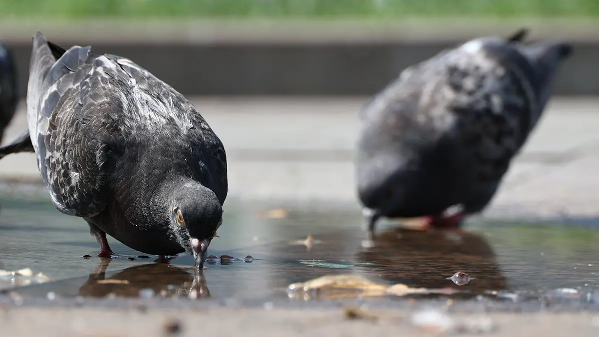 В Москве испытали голубей-биодронов с нейроинтерфейсами российской Neiry