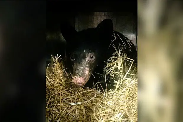 Вводная картинка