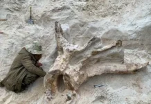 v lenoblasti najden drevnij protopen issledovanie  spbgu-journalrf-ru-0