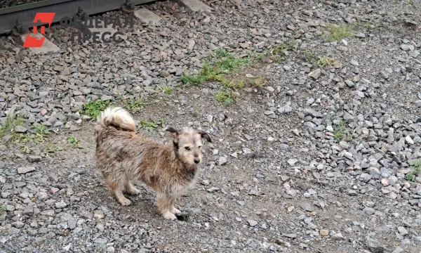 В Самарской области введены новые правила по заботе о бездомных собаках-0