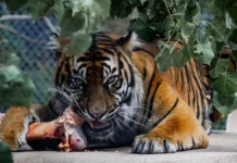 Варшит Гоуда проявил смелость, спасая корову от нападения тигров varshit gouda proyavil smelost spasaya korovu ot napadeniya tigrov-journalrf-ru-0