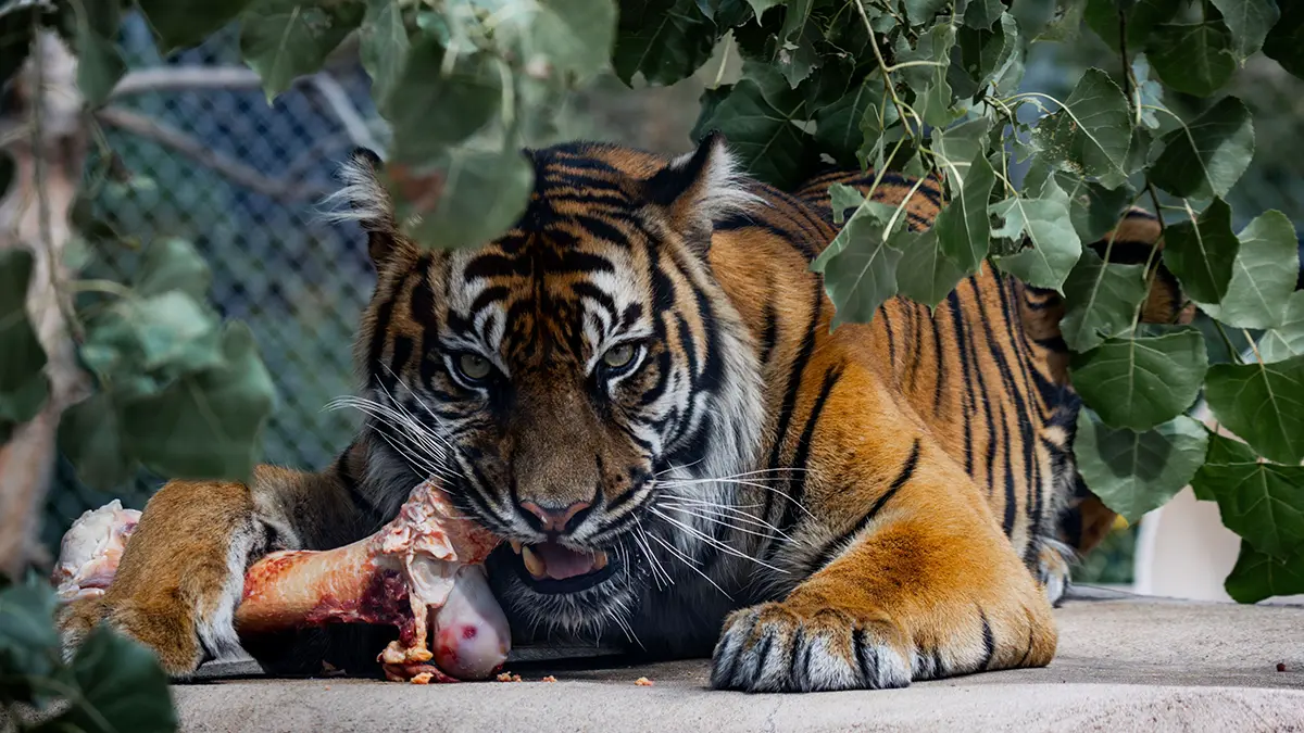 Индийский тракторист отбился от двух тигров и спас корову