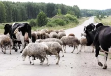 Верхнепышминский городской суд помог фермеру Талицкого района verhnepyshminskij gorodskoj sud pomog fermeru taliczkogo rajona-journalrf-ru-0