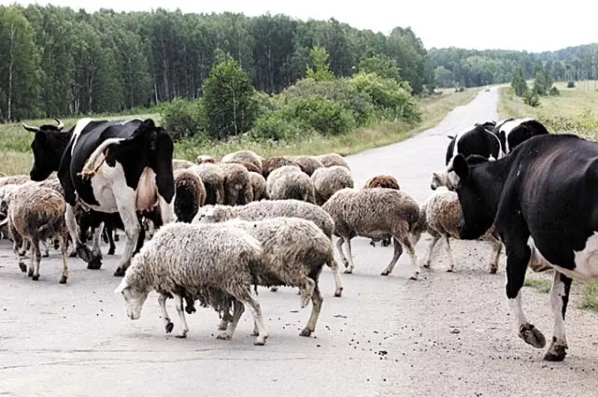 Верхнепышминский городской суд помог фермеру Талицкого района-0