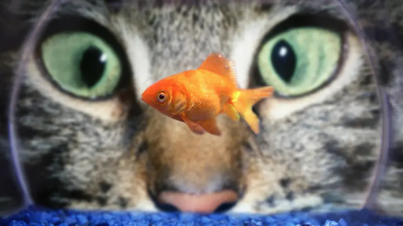 Ветеринар Уражевский: при выборе породы кошки нужно узнать характер питомца