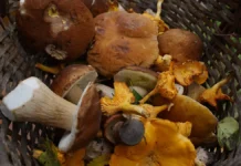 Зимний сезон тихой охоты принес в леса вешенку и фармулин zimnij sezon tihoj ohoty prines v lesa veshenku i farmulin-journalrf-ru-0