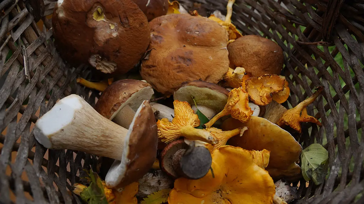 Эксперт Тихомиров заявил о начале супергрибного сезона в России