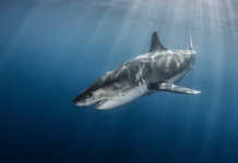 Акулы в Красном и Черном морях: безопасность пляжей Хургады akuly v krasnom i chernom moryah bezopasnost plyazhej hurgady-journalrf-ru-0
