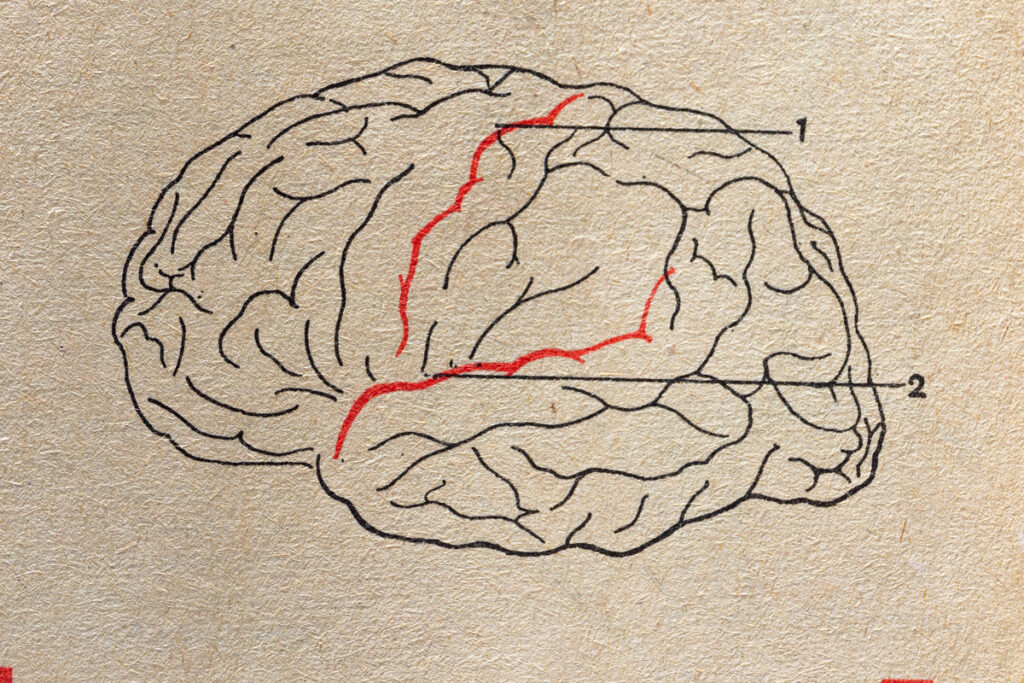 Человеческий мозг, рисунок