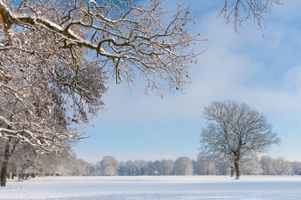 Деревья в заснеженном зимнем загородном пейзаже