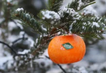 Гидрометцентр России прогнозирует динамичное потепление в Москве gidrometczentr rossii prognoziruet dinamichnoe poteplenie v moskve-journalrf-ru-0