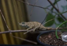 Хамелеоны Джексона - необычные обитатели Приморского океанариума hameleony dzheksona neobychnye obitateli primorskogo okeanariuma-journalrf-ru-0